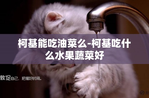 柯基能吃油菜么-柯基吃什么水果蔬菜好