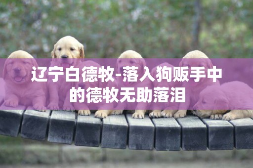 遼寧白德牧-落入狗販手中的德牧無助落淚