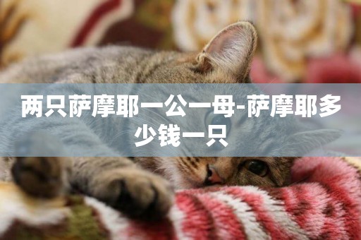 兩只薩摩耶一公一母-薩摩耶多少錢一只