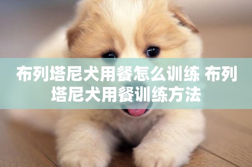 布列塔尼犬用餐怎么訓練 布列塔尼犬用餐訓練方法