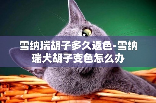 雪納瑞胡子多久返色-雪納瑞犬胡子變色怎么辦