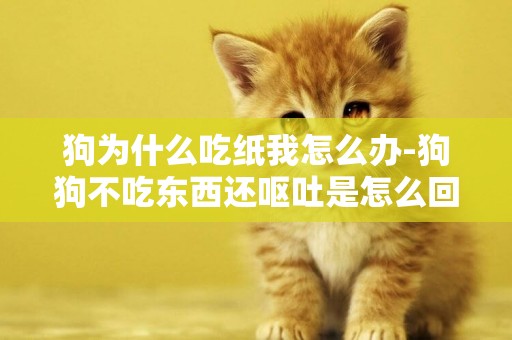 狗為什么吃紙我怎么辦-狗狗不吃東西還嘔吐是怎么回事