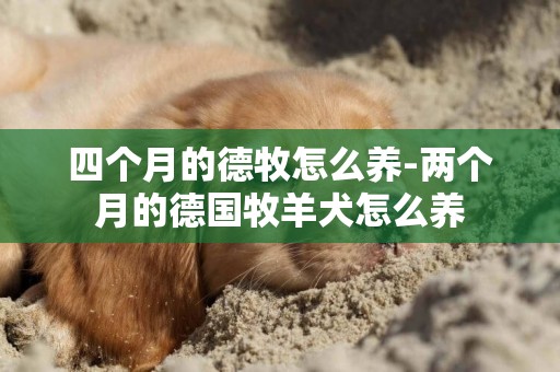 四個月的德牧怎么養-兩個月的德國牧羊犬怎么養