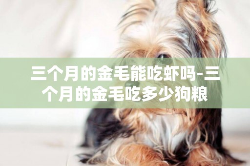 三個月的金毛能吃蝦嗎-三個月的金毛吃多少狗糧
