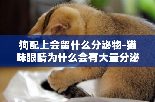 狗配上會留什么分泌物-貓咪眼睛為什么會有大量分泌物