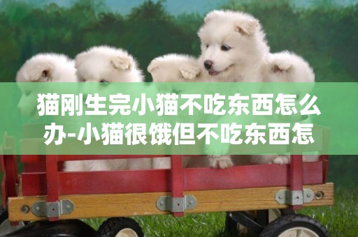 貓剛生完小貓不吃東西怎么辦-小貓很餓但不吃東西怎么辦