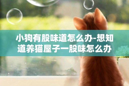 小狗有股味道怎么辦-想知道養貓屋子一股味怎么辦