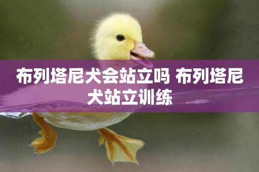 布列塔尼犬會站立嗎 布列塔尼犬站立訓練