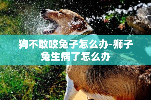 狗不敢咬兔子怎么辦-獅子兔生病了怎么辦
