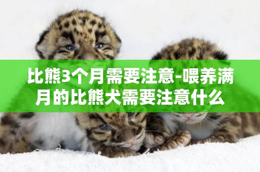 比熊3個月需要注意-喂養滿月的比熊犬需要注意什么