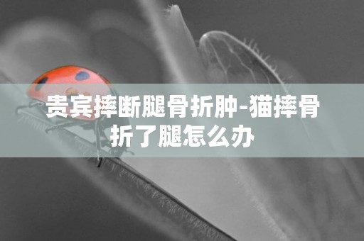 貴賓摔斷腿骨折腫-貓摔骨折了腿怎么辦