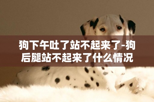 狗下午吐了站不起來了-狗后腿站不起來了什么情況