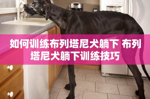 如何訓練布列塔尼犬躺下 布列塔尼犬躺下訓練技巧