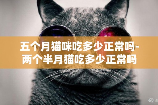 五個月貓咪吃多少正常嗎-兩個半月貓吃多少正常嗎