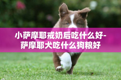 小薩摩耶戒奶后吃什么好-薩摩耶犬吃什么狗糧好