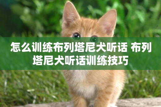 怎么訓練布列塔尼犬聽話 布列塔尼犬聽話訓練技巧