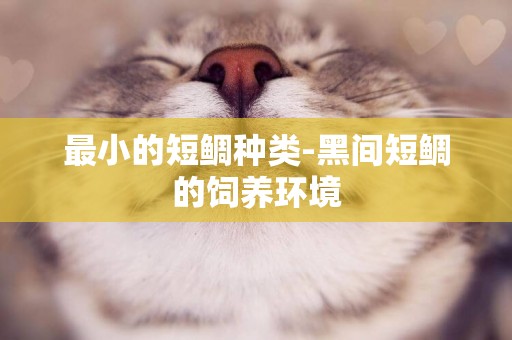 最小的短鯛種類-黑間短鯛的飼養環境