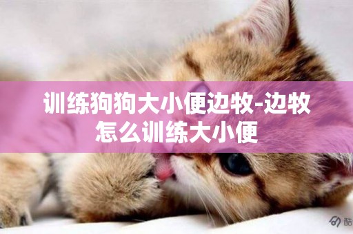 訓練狗狗大小便邊牧-邊牧怎么訓練大小便