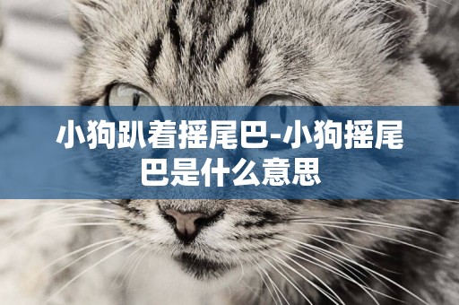 小狗趴著搖尾巴-小狗搖尾巴是什么意思