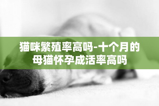 貓咪繁殖率高嗎-十個月的母貓懷孕成活率高嗎