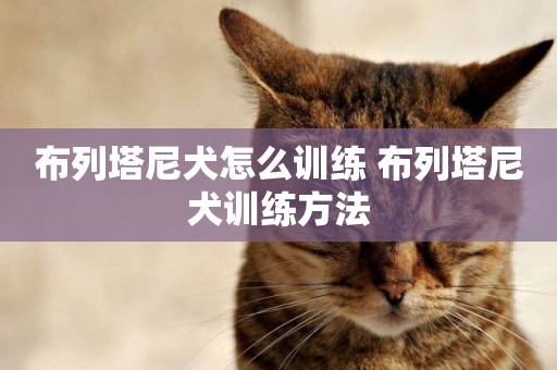 布列塔尼犬怎么訓練 布列塔尼犬訓練方法