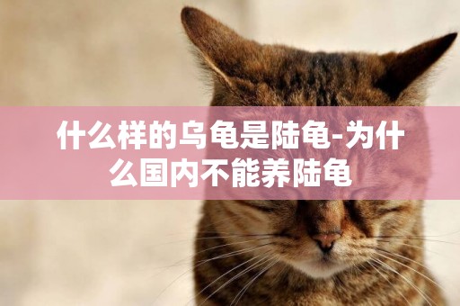 什么樣的烏龜是陸龜-為什么國內不能養陸龜