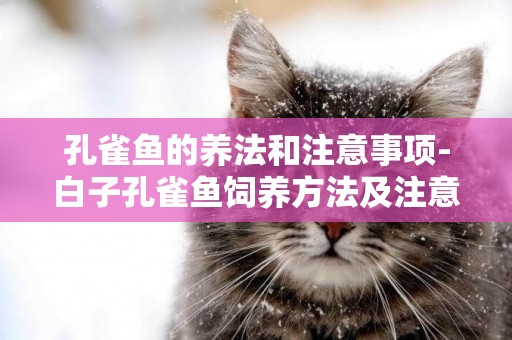 孔雀魚的養法和注意事項-白子孔雀魚飼養方法及注意事項