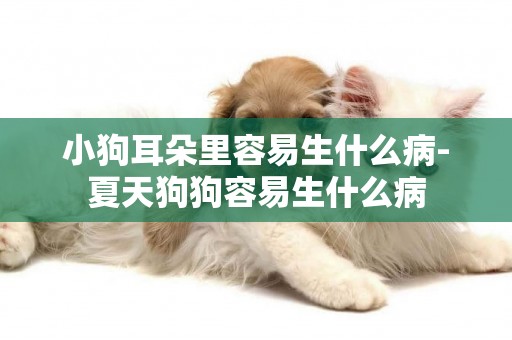 小狗耳朵里容易生什么病-夏天狗狗容易生什么病