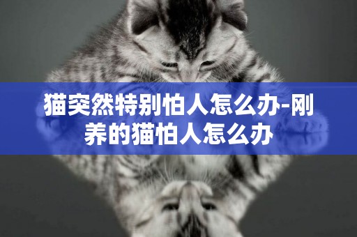 貓突然特別怕人怎么辦-剛養的貓怕人怎么辦