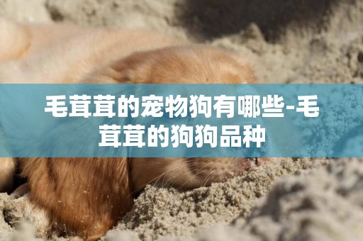 毛茸茸的寵物狗有哪些-毛茸茸的狗狗品種