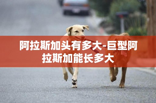 阿拉斯加頭有多大-巨型阿拉斯加能長多大