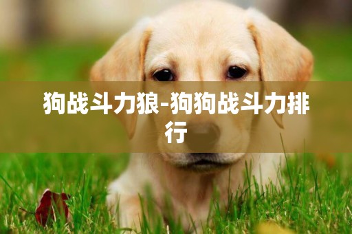 狗戰斗力狼-狗狗戰斗力排行