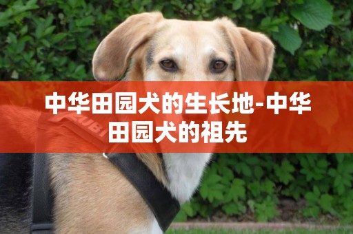 中華田園犬的生長地-中華田園犬的祖先