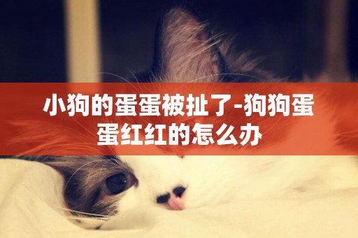 小狗的蛋蛋被扯了-狗狗蛋蛋紅紅的怎么辦