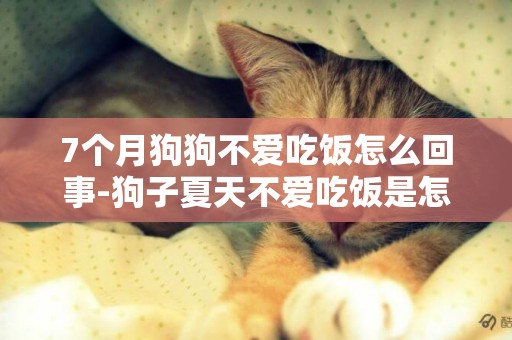 7個月狗狗不愛吃飯怎么回事-狗子夏天不愛吃飯是怎么回事