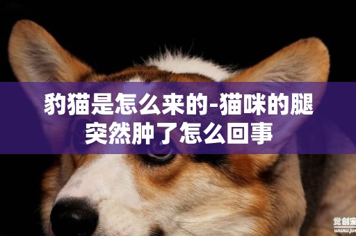 豹貓是怎么來的-貓咪的腿突然腫了怎么回事