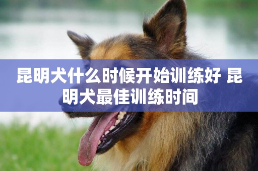 昆明犬什么時候開始訓練好 昆明犬最佳訓練時間