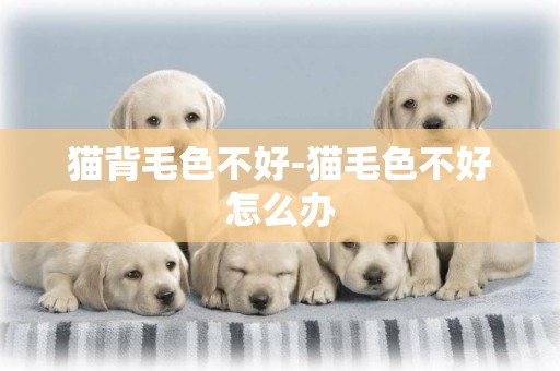 貓背毛色不好-貓毛色不好怎么辦