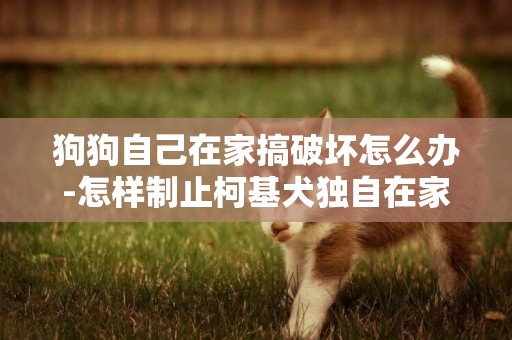 狗狗自己在家搞破壞怎么辦-怎樣制止柯基犬獨自在家搞破壞
