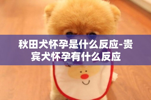 秋田犬懷孕是什么反應-貴賓犬懷孕有什么反應