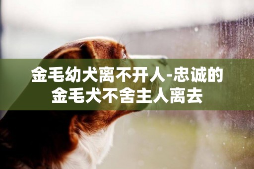 金毛幼犬離不開人-忠誠的金毛犬不舍主人離去
