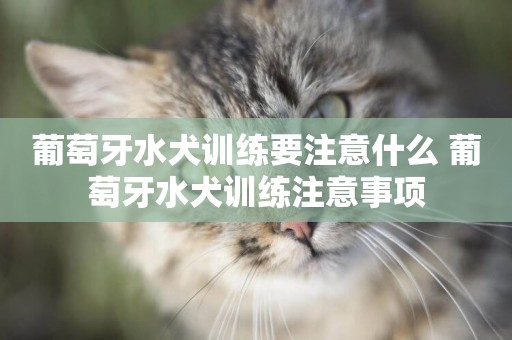 葡萄牙水犬訓練要注意什么 葡萄牙水犬訓練注意事項