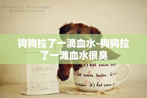狗狗拉了一滴血水-狗狗拉了一灘血水很臭