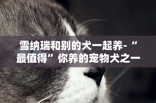 雪納瑞和別的犬一起養-“最值得”你養的寵物犬之一雪瑞納犬
