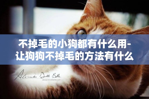 不掉毛的小狗都有什么用-讓狗狗不掉毛的方法有什么
