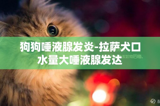 狗狗唾液腺發炎-拉薩犬口水量大唾液腺發達