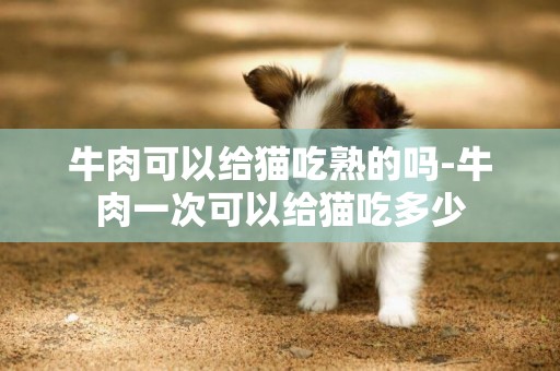 牛肉可以給貓吃熟的嗎-牛肉一次可以給貓吃多少