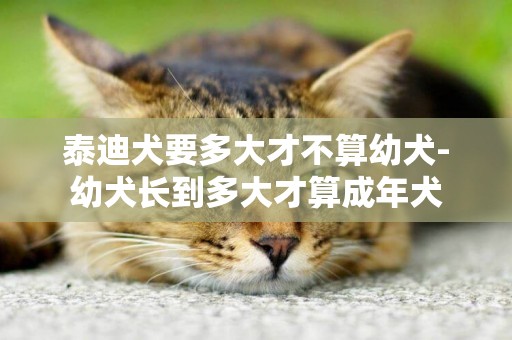 泰迪犬要多大才不算幼犬-幼犬長到多大才算成年犬