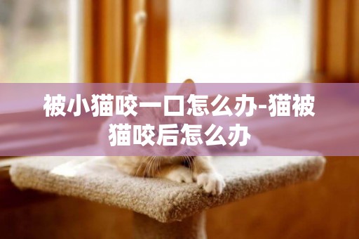 被小貓咬一口怎么辦-貓被貓咬后怎么辦