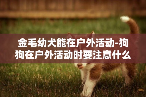 金毛幼犬能在戶外活動-狗狗在戶外活動時要注意什么